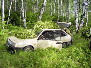 birch boughs