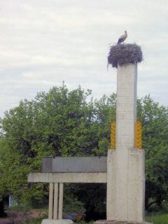 stork with two chicks